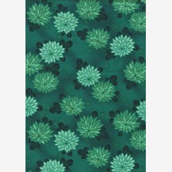 Chrysantemum p blgrn