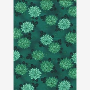 Chrysantemum p blgrn