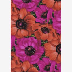 Franske anemoner - cyklamen/orange