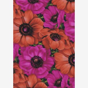 Franske anemoner - cyklamen/orange