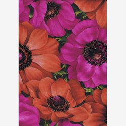 Franske anemoner - cyklamen/orange