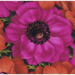 Franske anemoner - cyklamen/orange