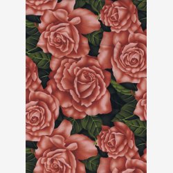 Roser - fersken-/laksefarvet