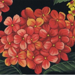 Rde hortensia p sort