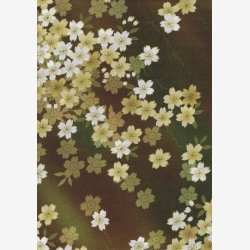 Kirsebrblomster p oliven