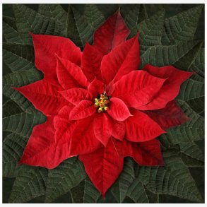 Dream Big - rd julestjerne