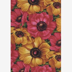 Franske anemoner - Gylden/rosa