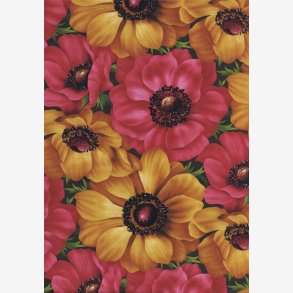 Franske anemoner - Gylden/rosa