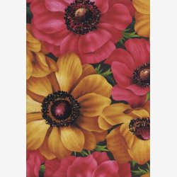 Franske anemoner - Gylden/rosa