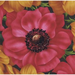 Franske anemoner - Gylden/rosa