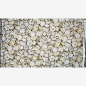 Farmers Market - Garlic (hvidlg)